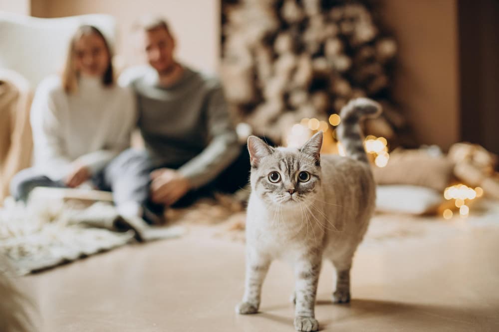 PetProtect doğrulama sürecini anlatan görsel