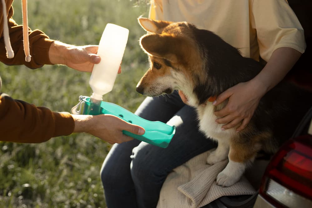 Yürüyüş öncesinde köpekle ilgilenen bakıcı