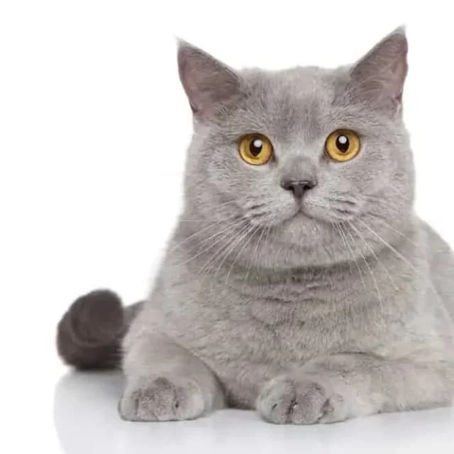 Öykü A.